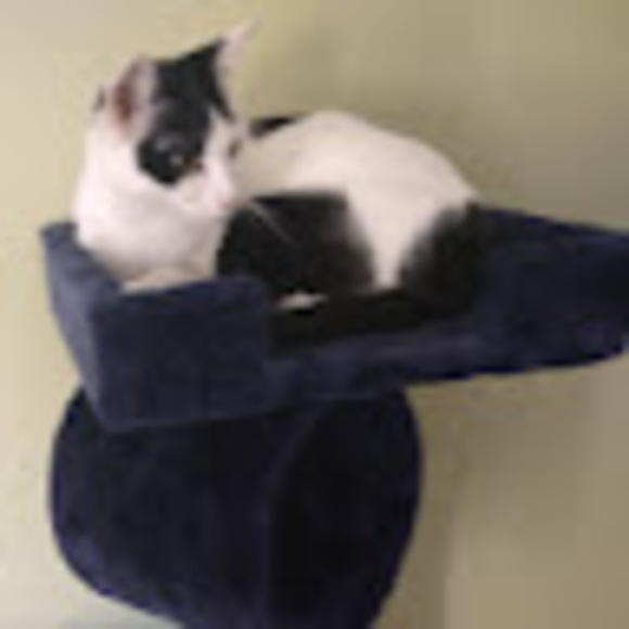 Meet your Posher, Amy - Picture 1 of 1